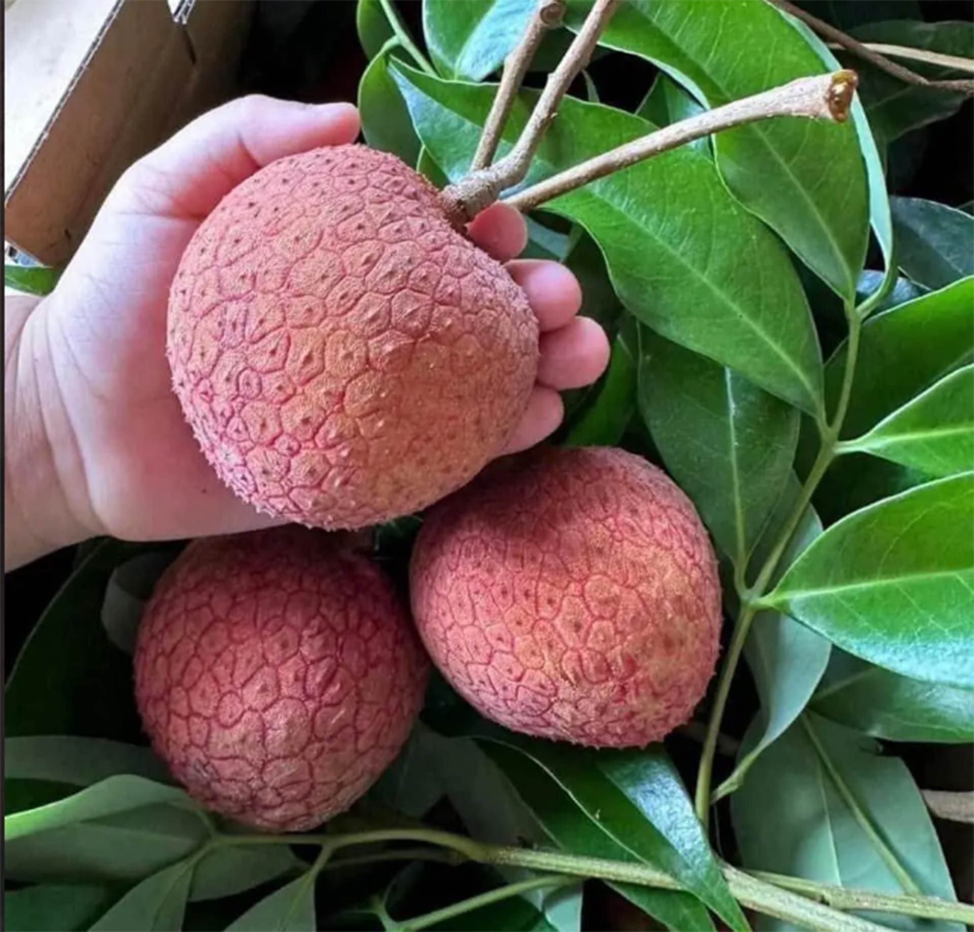 trải nghiệm thực tế lại khiến không ít người… hơi hụt hẫng.