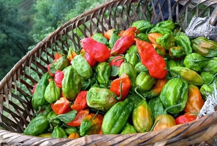  giống ớt “xé lưỡi” của vùng núi Tây Bắc lại khiến nhiều người lùng mua