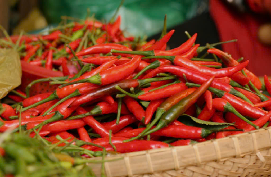 sự “khiêm tốn” về mặt ngoại hình của trái ớt hiểm lại trở thành một “cái bẫy” vị giác thật sự.