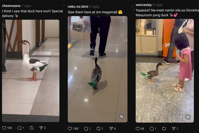  Shipper dắt vịt đi giao hàng, dân mạng thốt lên “quá đáng yêu!”