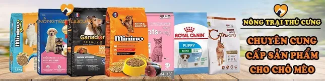 Tận dụng thương mại điện tử để bứt phá