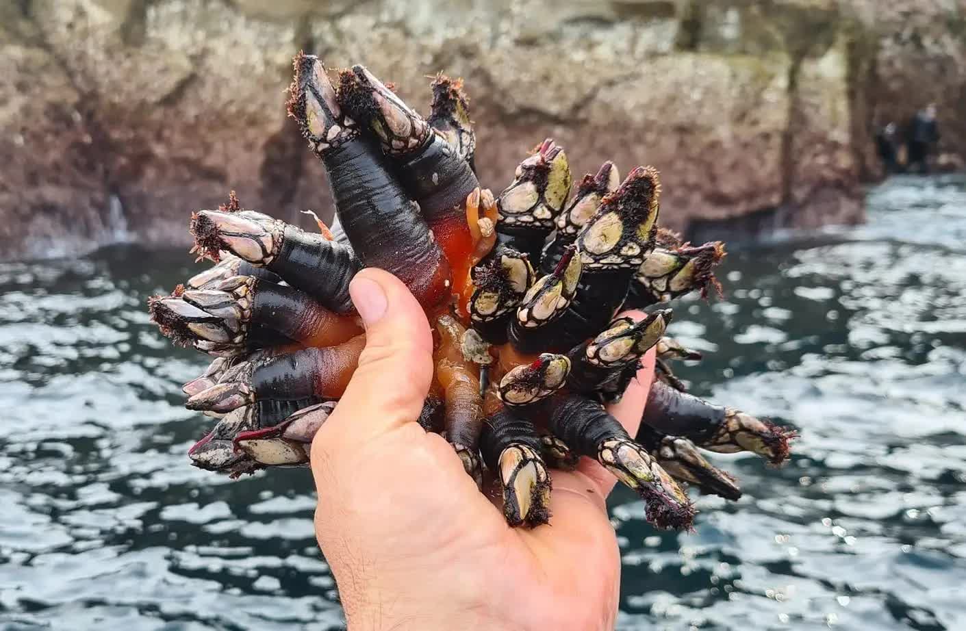 ốc móng tay quỷ đang dần được nhắc đến như một biểu tượng xa xỉ của ẩm thực biển. 