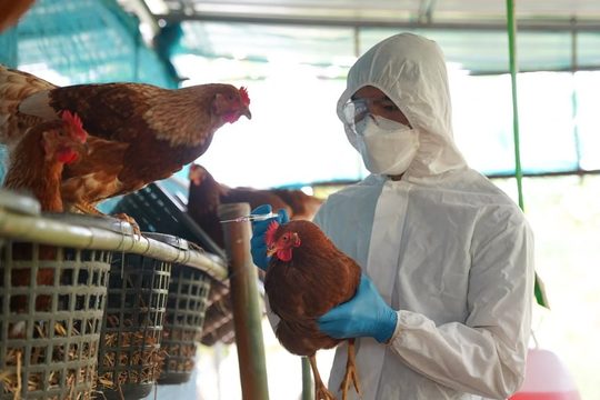  Xuất hiện ổ bệnh cúm gia cầm A/H5N1 tại Đắk Lắk