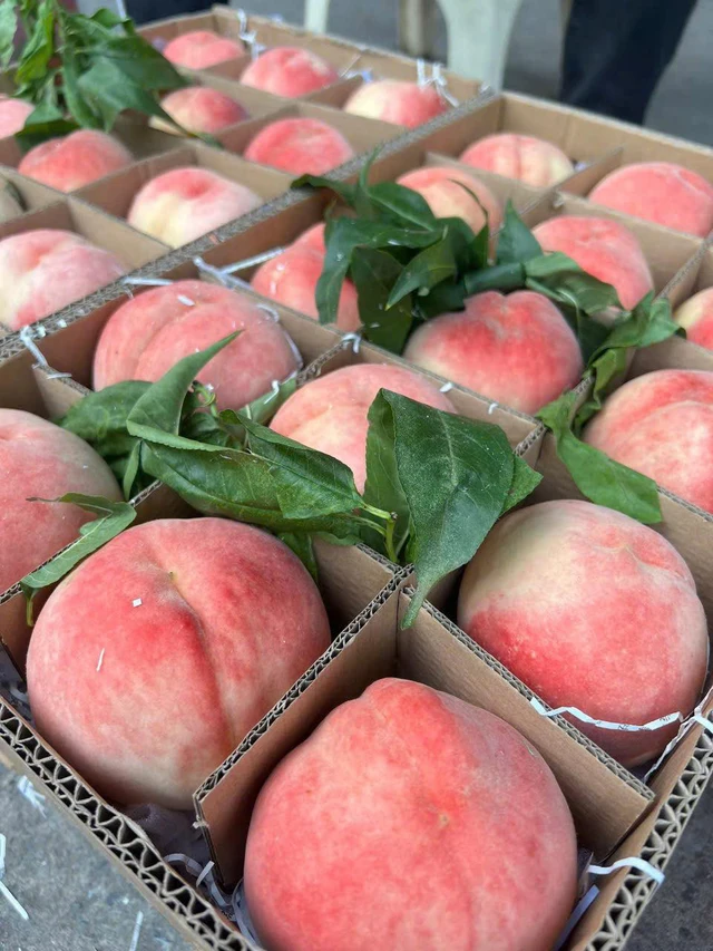  đào tiên Bắc Kinh không chỉ đẹp mà còn “ăn điểm” ở độ giòn, thơm và vị ngọt thanh. 