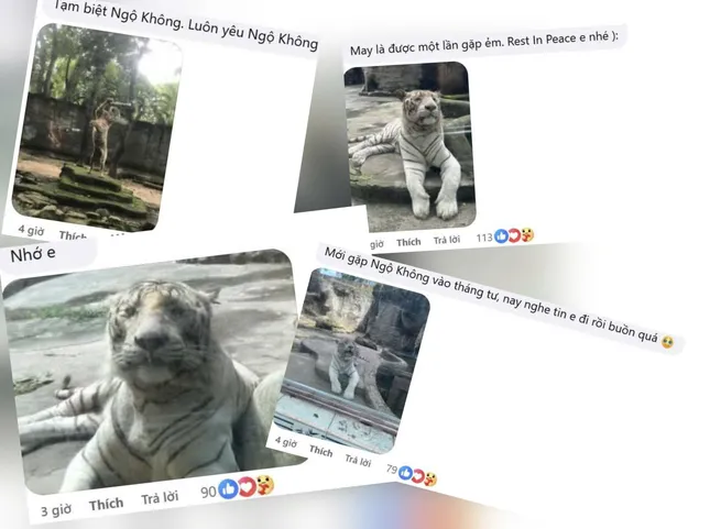 hàng loạt bình luận chia sẻ những bức ảnh, video ghi lại khoảnh khắc ấm áp cùng Ngộ Không