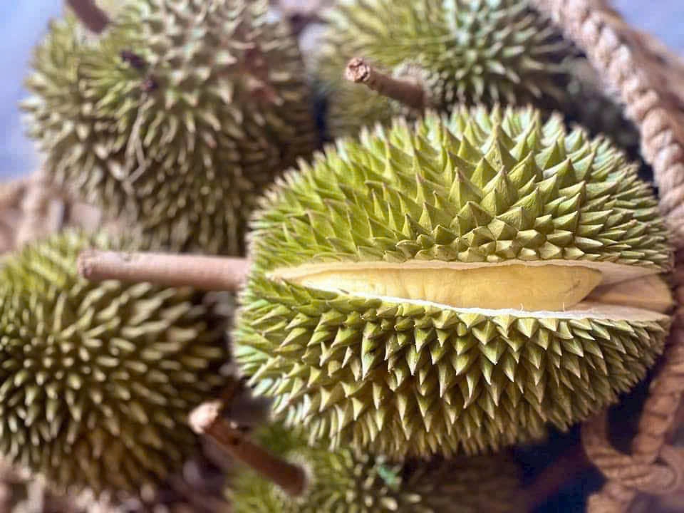 Hiện nay, các giống như Dona, Ri 6, Chín Hóa đang chiếm hơn 90% diện tích sầu riêng cả nước,