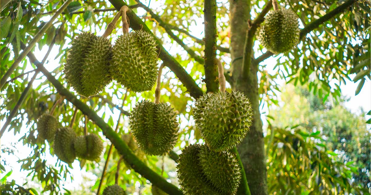Musang King không còn là biểu tượng bất khả chiến bại như thời hoàng kim.