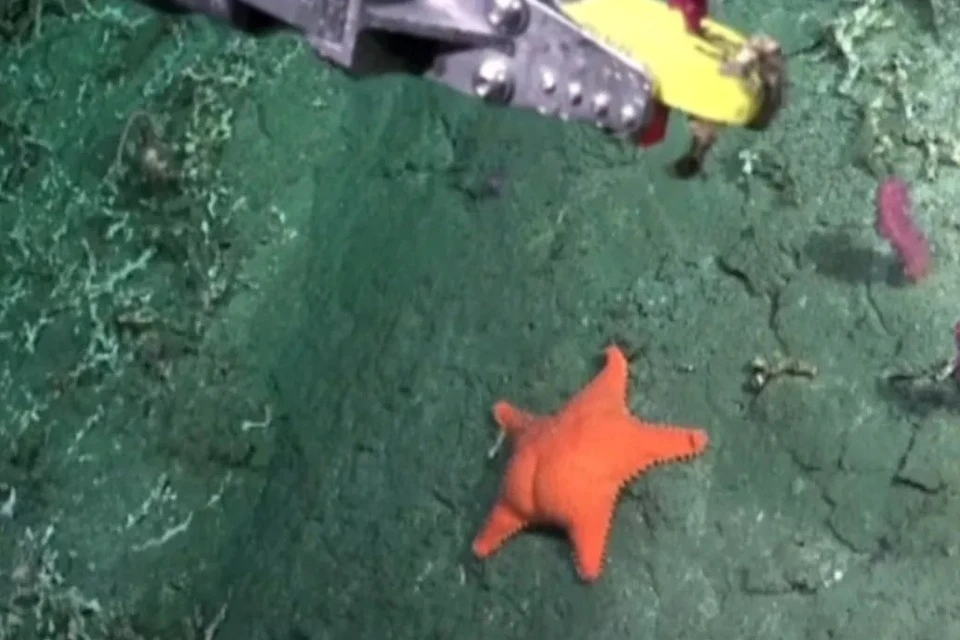 Từ meme dậy sóng đến đề tài nghiên cứu nghiêm túc