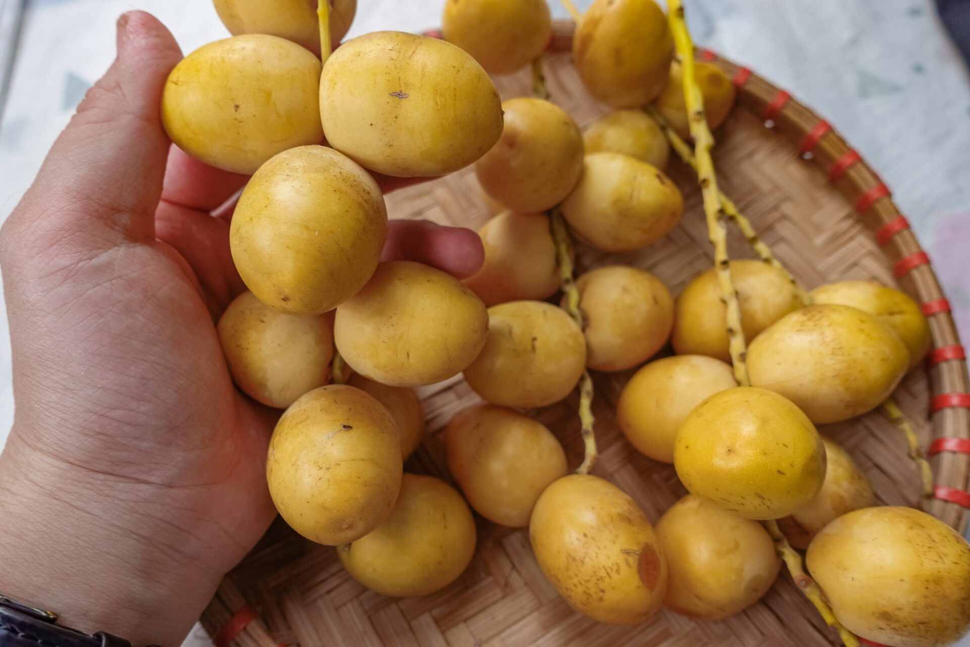 Loại quả nhỏ cỡ ngón tay, mọc thành chùm trĩu trịt, khi chín chuyển sang màu vàng óng căng mọng,