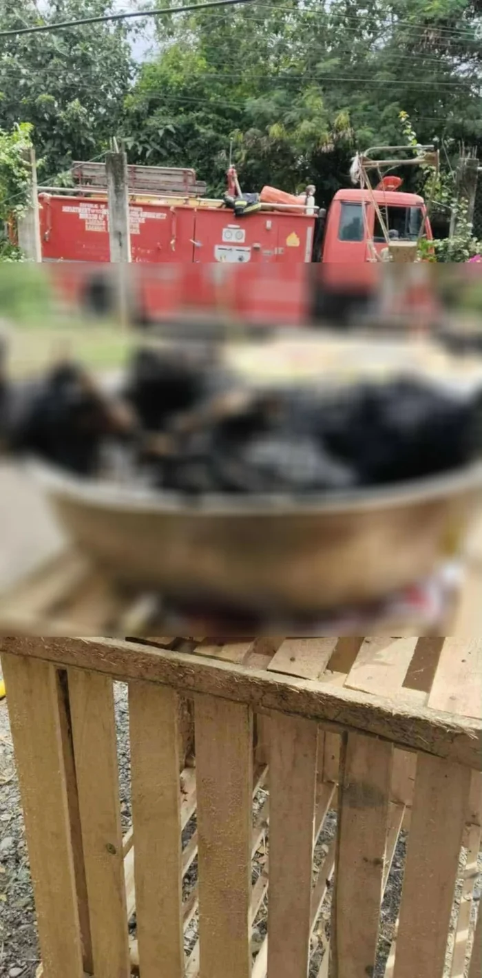  Xót xa: Chó mẹ Shih Tzu hy sinh trong đám cháy khi cố bảo vệ đàn con nhỏ