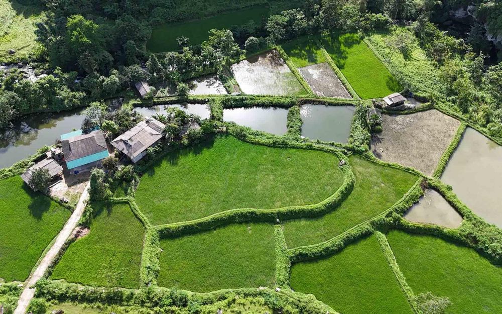 sắc xanh của núi rừng hòa quyện cùng màu mạ non đã biến bức tranh vùng sơn cước trở nên sống động và thơ mộng