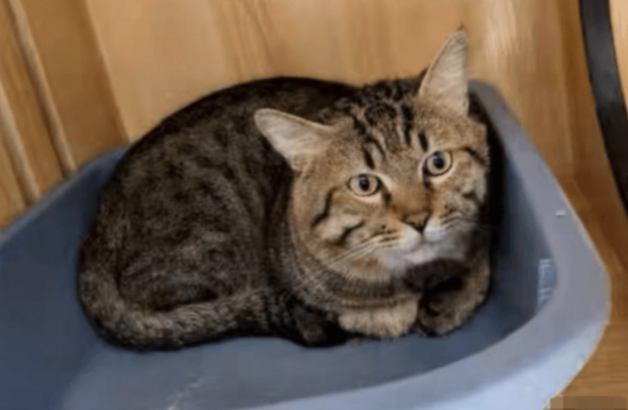 Khi thú cưng cũng bị xem như tài sản