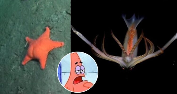 Vẻ đẹp đến từ... tiến hóa không điểm dừng