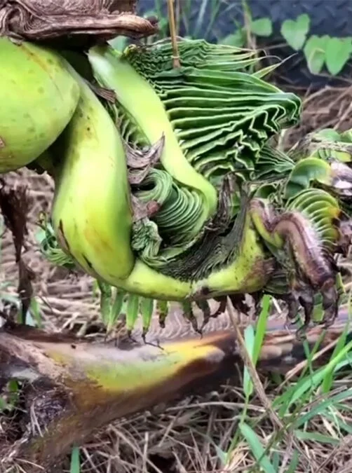  Cây dừa mọc tàu lá lạ lùng gây xôn xao, người dân kéo đến cầu may