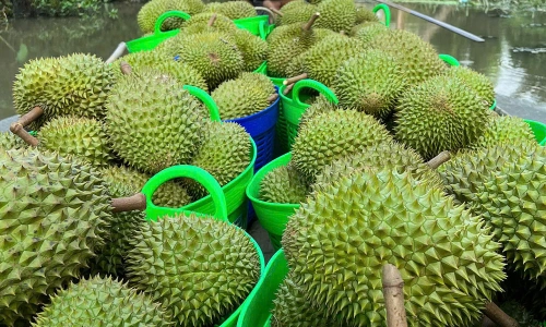 Ngày 16/8, giá sầu riêng tại nhiều khu vực trong nước tiếp tục ổn định,