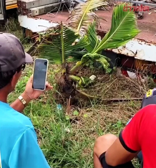 Theo ghi nhận, có hai chồi lá mọc thành cụm, trông tựa hình rắn Naga bảy đầu