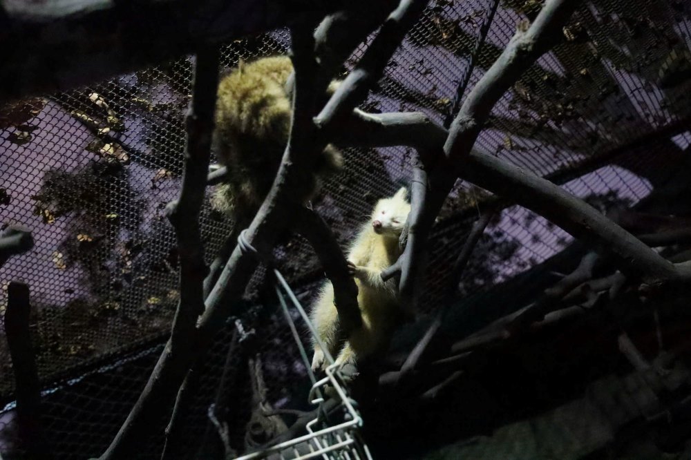 Trải nghiệm mới giữa lòng thành phố.