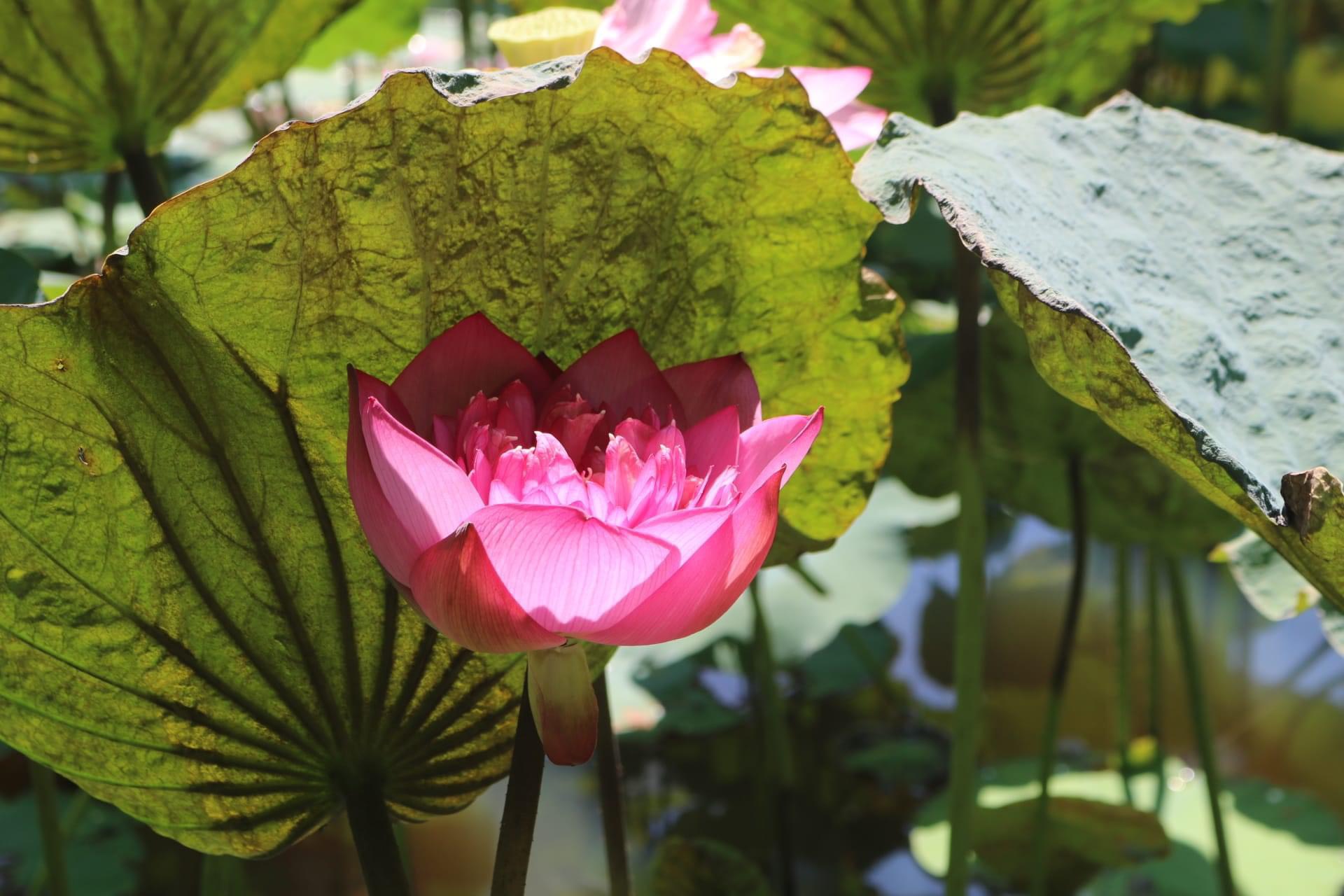  Hương sen cuối mùa