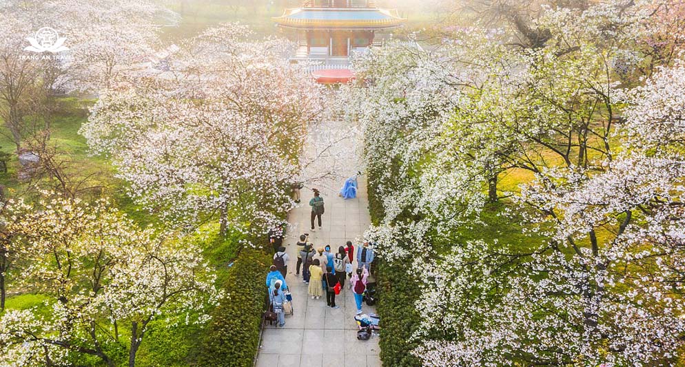 Lượng khách Trung Quốc đến Hàn Quốc tăng mạnh