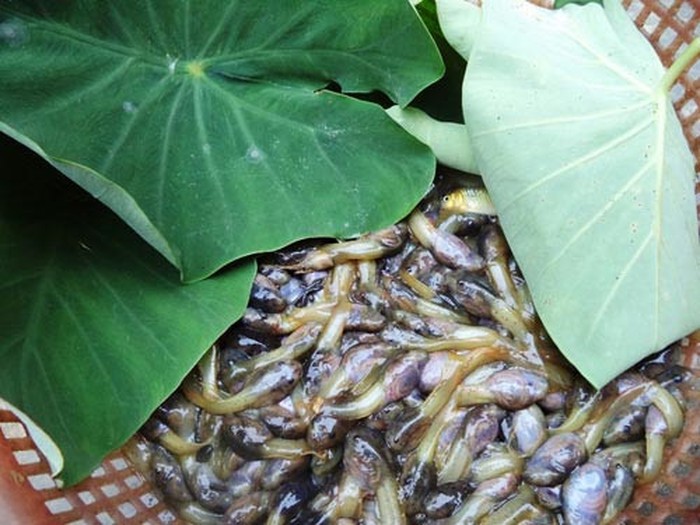 Nòng nọc sau khi bắt về phải qua khâu sơ chế khá tốn công