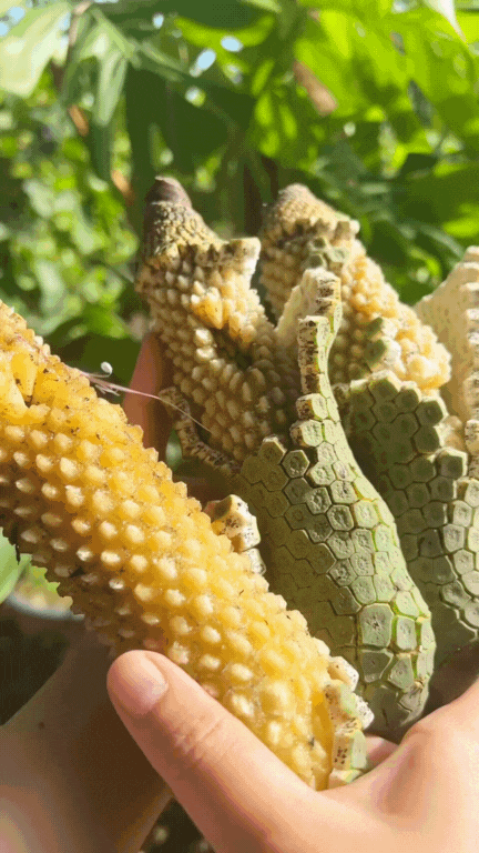 Từ “cây nhà giàu” sang đặc sản lạ trên bàn mukbang.
