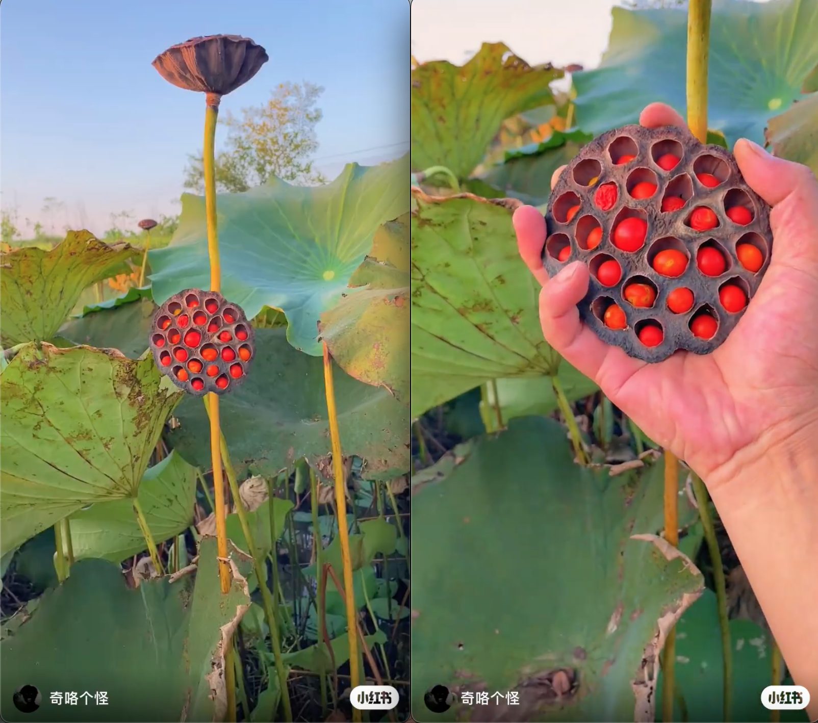  MXH dậy sóng với clip hạt sen đỏ như ruby, sự thật đằng sau khiến ai cũng bất ngờ