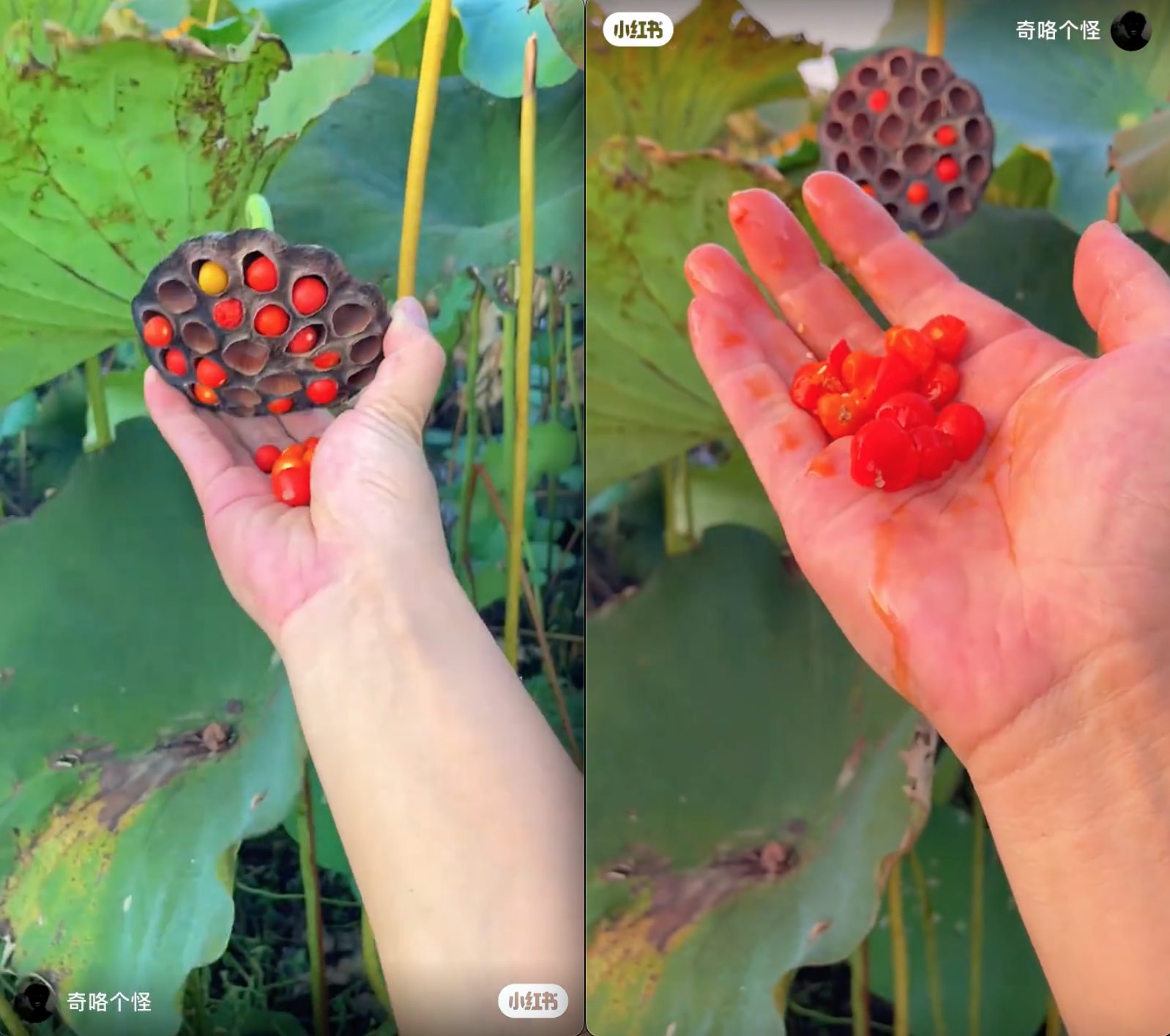 Nghi vấn dàn dựng khéo léo