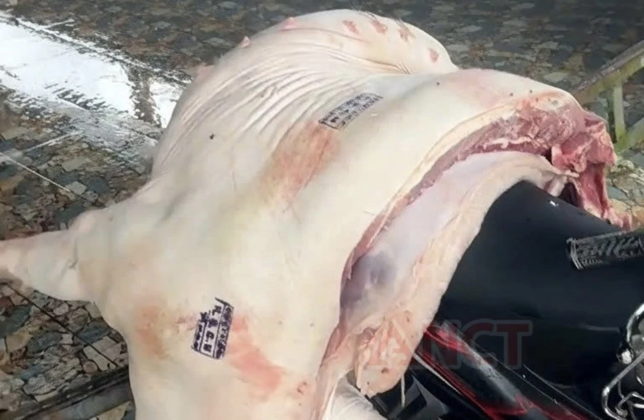  Phát hiện thịt heo nhiễm tả lợn châu Phi vẫn được đóng dấu kiểm dịch tại Cần Thơ