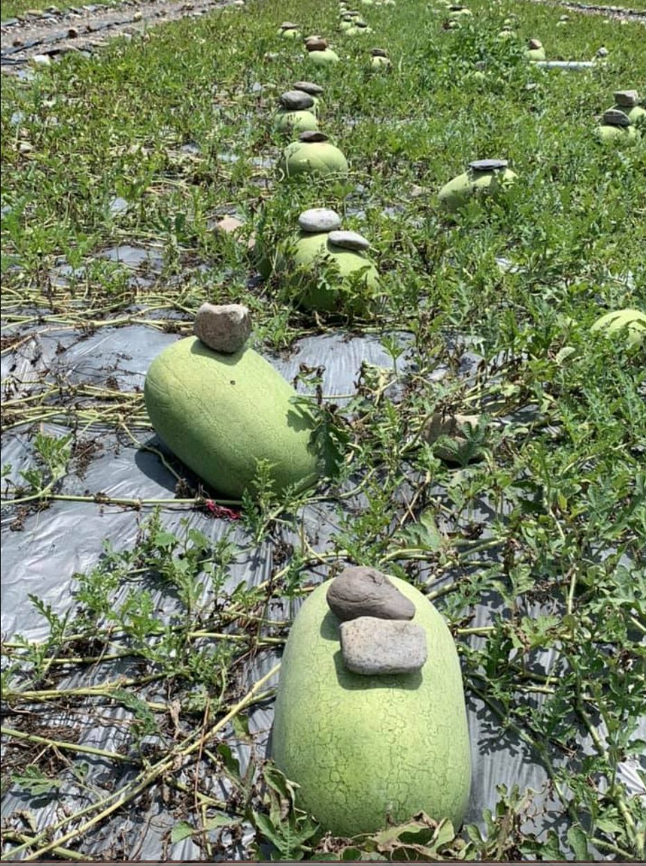  Bức ảnh ruộng dưa hấu kỳ lạ khiến dân mạng tranh cãi: “Đội đá” để làm gì vậy trời?