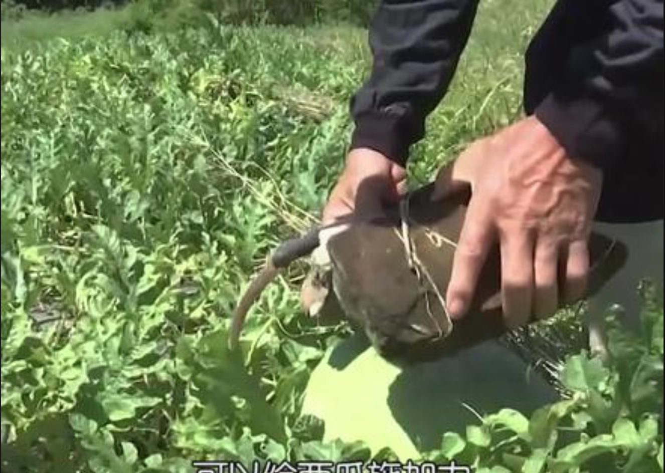 Mẹo đánh dấu quả chín “chuẩn không cần chỉnh”