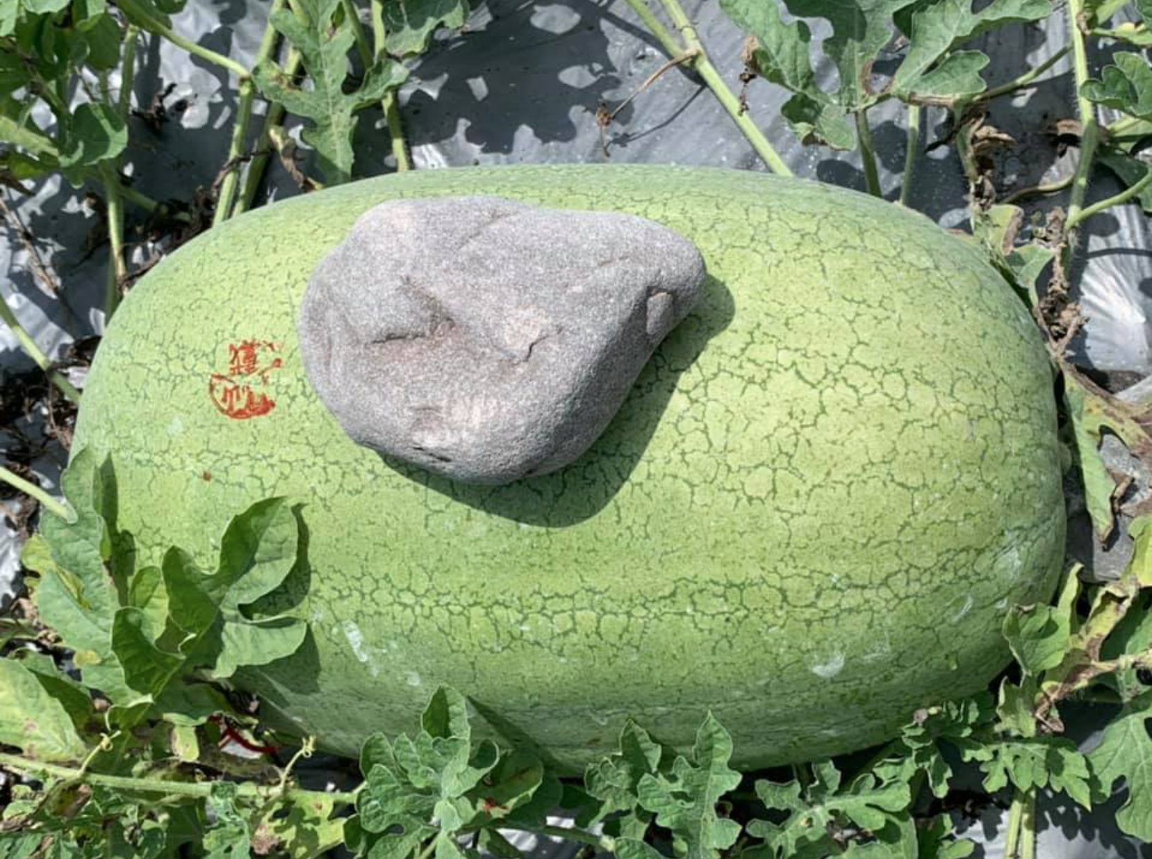 Tác dụng như “chiếc mũ che nắng”