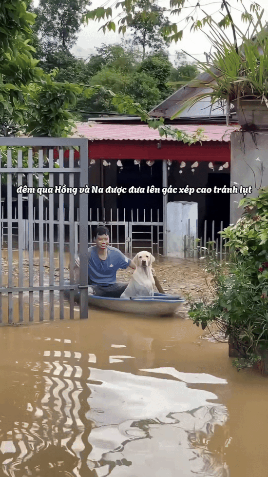  Hình ảnh đàn lợn ở Thái Nguyên “ngủ yên giữa lũ” gây chú ý trên mạng xã hội